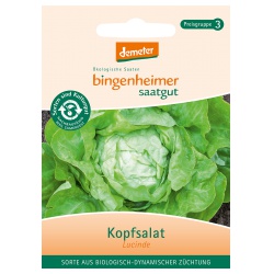 Kopfsalat Lucinde Kopfsalat Lucinde von Bingenheimer Saatgut