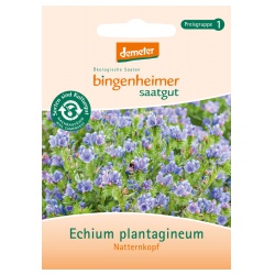 Natternkopf Natternkopf von Bingenheimer Saatgut