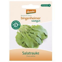 Rucola / Salatrauke von Bingenheimer Saatgut