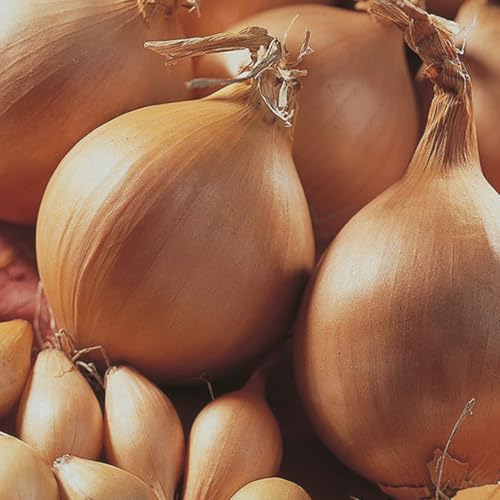 Bloomique – 125 Stück – Sturon-Zwiebeln – Saatzwiebeln – speziell für den Heimanbau ausgewählt – Gemüsegarten – winterhart – mehrjährig Bloomique – 125 Stück – Sturon-Zwiebeln – Saatzwiebeln – speziell für den Heimanbau ausgewählt – Gemüsegarten – winterhart – mehrjährig von Bloomique