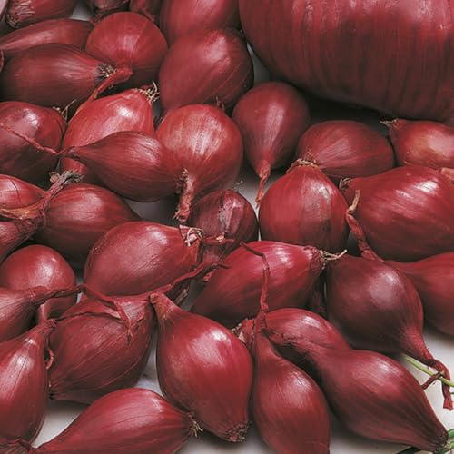 Bloomique - 125 Stuks - Stuttgarter Riesen Uien - Rode Ui - Pootuitjes - Speciaal geselecteerd voor eigen kweek - Moestuin - Winterhard - Meerjarig Bloomique - 125 Stuks - Stuttgarter Riesen Uien - Rode Ui - Pootuitjes - Speciaal geselecteerd voor eigen kweek - Moestuin - Winterhard - Meerjarig von Bloomique