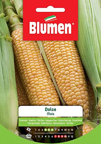 Süßer Mais von Blumen