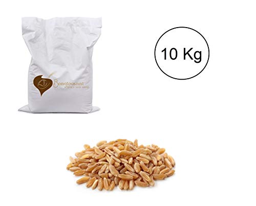 KAMUT® Khorasan-Weizenkörner 10 kg BIO von Bongiovanni (Farine e bontà naturali)