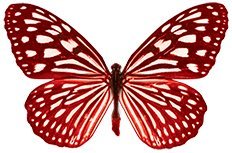 S3 vorgeschnittene, schöne rote Schmetterlinge, essbares Reispapier/Oblatenpapier, Cupcake-Aufsätze, für Geburtstagsparty, Hochzeit, Dekoration, B14 (50) von Butterflies 21