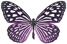Vorgeschnittene schöne lila Schmetterlinge S3 essbares Reispapier/Oblatenpapier, Cupcake-Topper für Geburtstagsparty, Hochzeit, Dekoration B16 (50) von Butterflies 21