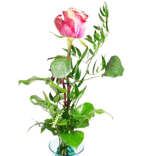 Rosengesteck Rosa - Schnittblume als Zusatz zur Schokolade | Blume | Pflanze | Muttertag | Geburtstag | Frauentag | Vatertag | Geschenkidee | Frau | Frauen von CHOCOLISSIMO