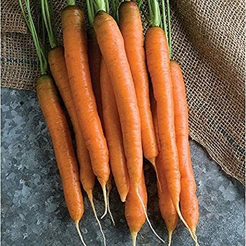 CHTING 100 Stück Karottensamen Erbstück-Gemüse Das Für Eine Lange Zeit Von Kundenlieblingen Anpassungsfähig Ist Ein Gemüse Das Einfach Anzubauen Ist Ideal Für Anfänger Und Professionelle Gärtner von CHTING