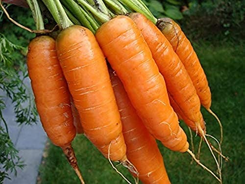 CHTING 1500 Stück Karottensamen Frisches Aroma Umweltfreundliches Gemüse Nettes Aussehen Einfache Kultivierungsmethode Fügen Sie Der Gartenfarm Stil Hinzu Möhrensamen von CHTING