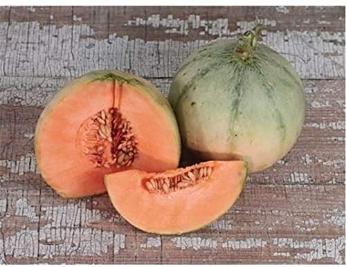 CHTING 20 Stück Cantaloup Melone Saat Sphärische knusprige saftige Früchte im Freien gepflanzt Garten pflegeleicht von allen geliebt von CHTING
