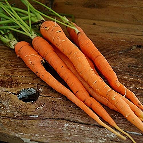 CHTING 200 Stück Karottensamen Voller Nährstoffe Grünes Gemüse Gartenterrasse Hofdekoration Pflegeleicht Geeignet Für Diejenigen Die Sich An Der Aussaat Beteiligen Möchten Möhrensamen von CHTING