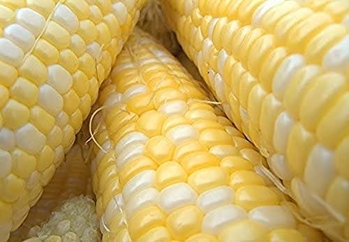 CHTING 25 Stück Milchweiße Maissamen Beliebtes Gemüse Für Das Ganze Jahr über Gewächshauspflanzung Geeignet Für Kleine Familiengärten von CHTING