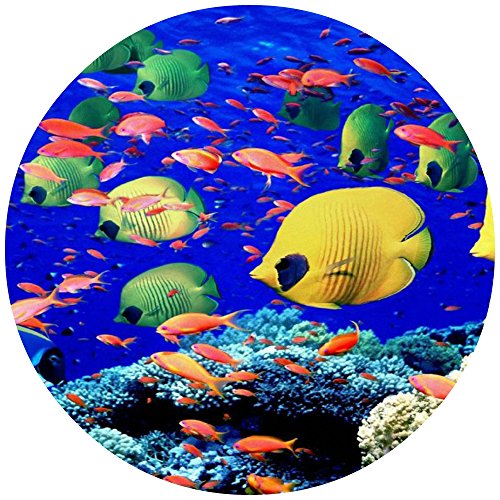 Tortenaufleger Tortenfoto Aufleger Foto Bild Fische rund ca. 20 cm (1) *NEU*OVP* von CISL
