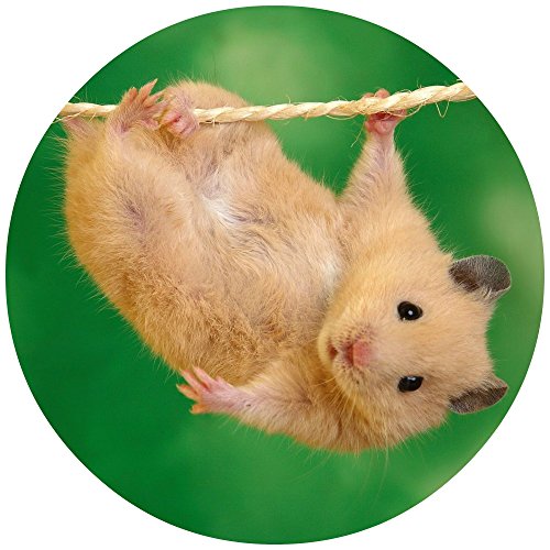 Tortenaufleger Tortenfoto Aufleger Foto Bild Hamster (5) rund ca. 20 cm *NEU*OVP* von CISL