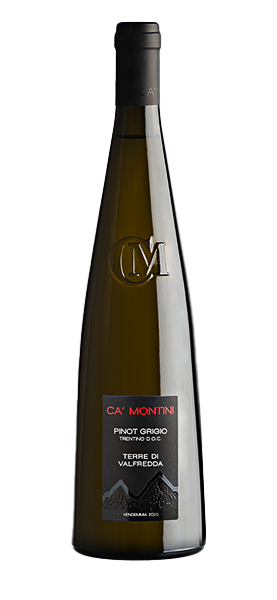 Pinot Grigio Trentino DOC "Terre di Valfredda" 2024 Pinot Grigio Trentino DOC "Terre di Valfredda" 2024 von Ca' Montini