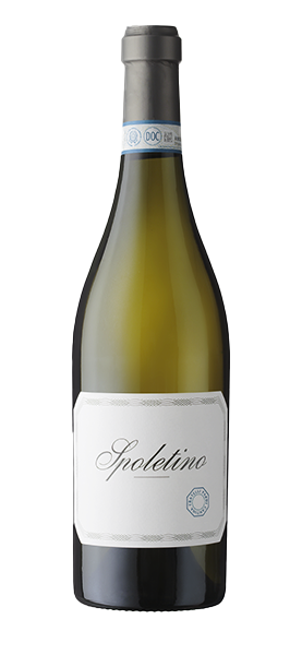 "Spoletino" Trebbiano Spoleto DOC 2022 "Spoletino" Trebbiano Spoleto DOC 2022 von Cantina Fratelli Pardi