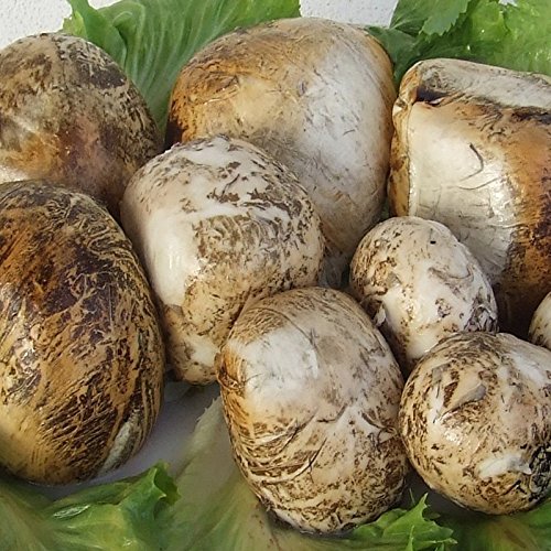 Stücke von geräuchertem Bufala 500 Gr. Stücke von geräuchertem Bufala 500 Gr. von Caseificio Santa Rita