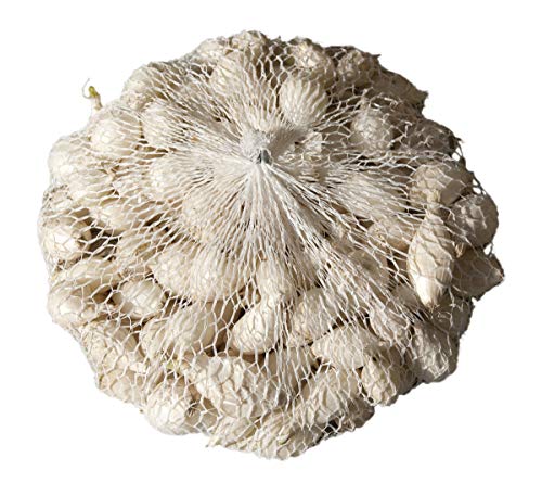 500 g Chrestensen Steckzwiebeln Snowball weiß Saatzwiebeln Zwiebeln 500 g Chrestensen Steckzwiebeln Snowball weiß Saatzwiebeln Zwiebeln von Chrestensen