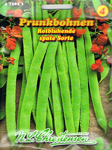 Chrestensen Prunkbohnen Rotblühende 'Feuerbohne' spät Chrestensen Prunkbohnen Rotblühende 'Feuerbohne' spät von Chrestensen