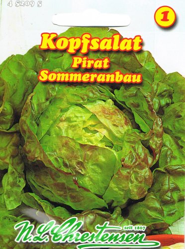 Kopfsalat Pirat Sommeranbau von Chrestensen