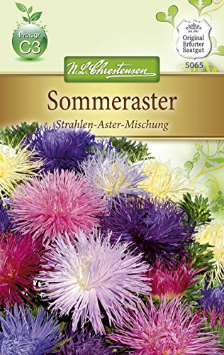 Sommeraster 'Strahlen-Aster-Mischung' Sommeraster 'Strahlen-Aster-Mischung' von Chrestensen
