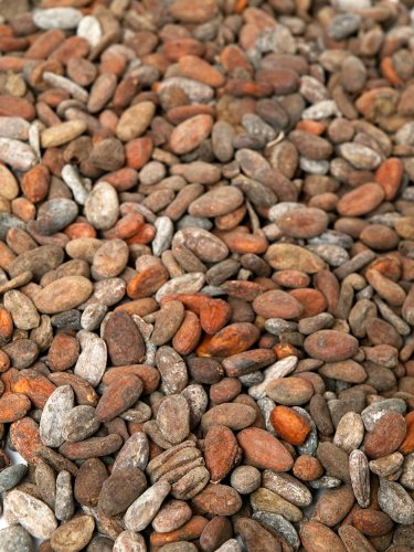 Rohe Kakaobohnen aus Madagaskar (250g) von Classic Caffee