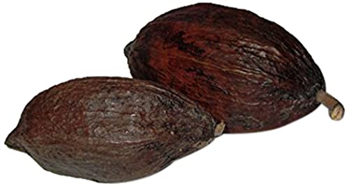 CleanPrince 1 Stück echte ganze Kakaoschote "groß" Länge ca. 14-18 cm, Höhe ca. 6-10 cm, Kakaofrucht Kakaobohne Kakao, getrocknet, frisch getrocknet, Schokoladenbraun, Dekofrüchte von CleanPrince