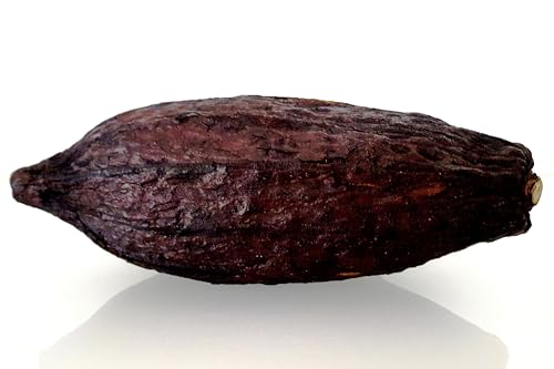 Kakaoschote XXL 12-15 cm braun Kakao Frucht Riesenfrucht echt und getrocknet | nur für Deko von CleanPrince