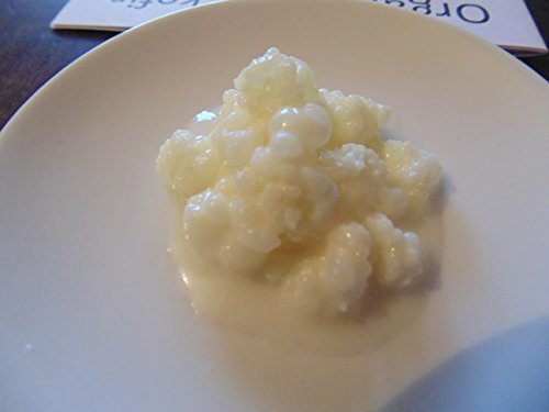 Naturally Harmonious EcoSystems Bio-Milchkefir-Körner, lebende Kultur Naturally Harmonious EcoSystems Bio-Milchkefir-Körner, lebende Kultur von Colloidal