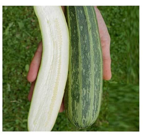 Culinaris 055 Zucchini Cocozelle von Tripolis (Bio-Zucchininisamen) von Culinaris