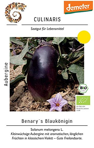 Culinaris 093 Aubergine Benarys Blaukönigin (Bio-Auberginensamen) von Culinaris