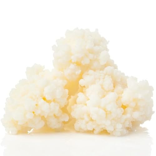 Curly Superfood Bio Kefir 10g - Kefirknollen aus deutscher Herstellung zum einfachen Herstellen von Milchkefir - Frischer Kefirpilz inkl. ausführlicher Anleitung Curly Superfood Bio Kefir 10g - Kefirknollen aus deutscher Herstellung zum einfachen Herstellen von Milchkefir - Frischer Kefirpilz inkl. ausführlicher Anleitung von Curly Superfood
