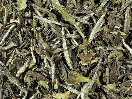 Weißer Tee BIO - China - FUJIAN - PAI MU TAN - TOP-Qualität! - 1kg von D&B