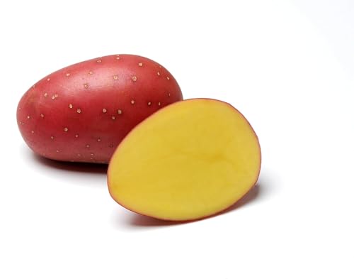 Pflanzkartoffeln Laura - zertifizierte Steckkartoffel festkochend spät rotschalig (25 Kg) von DXQ