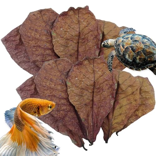 Decorhome Catappa Indische Mandelblätter – Natürliche Garnelenaquarienblätter Zur PH-Balance Des Wassers | Ideal Für Fischaquarien | Nestzubehör Für Den Lebensraum Von Schlangen, Eidechsen | Catappa-B Decorhome Catappa Indische Mandelblätter – Natürliche Garnelenaquarienblätter Zur PH-Balance Des Wassers | Ideal Für Fischaquarien | Nestzubehör Für Den Lebensraum Von Schlangen, Eidechsen | Catappa-B von Decorhome