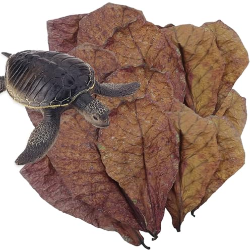 Decorhome Catappa Indische Mandelblätter – Natürliche Garnelenaquarienblätter Zur PH-Balance Des Wassers | Ideal Für Fischaquarien | Nestzubehör Für Den Lebensraum Von Schlangen, Eidechsen | Catappa-B Decorhome Catappa Indische Mandelblätter – Natürliche Garnelenaquarienblätter Zur PH-Balance Des Wassers | Ideal Für Fischaquarien | Nestzubehör Für Den Lebensraum Von Schlangen, Eidechsen | Catappa-B von Decorhome