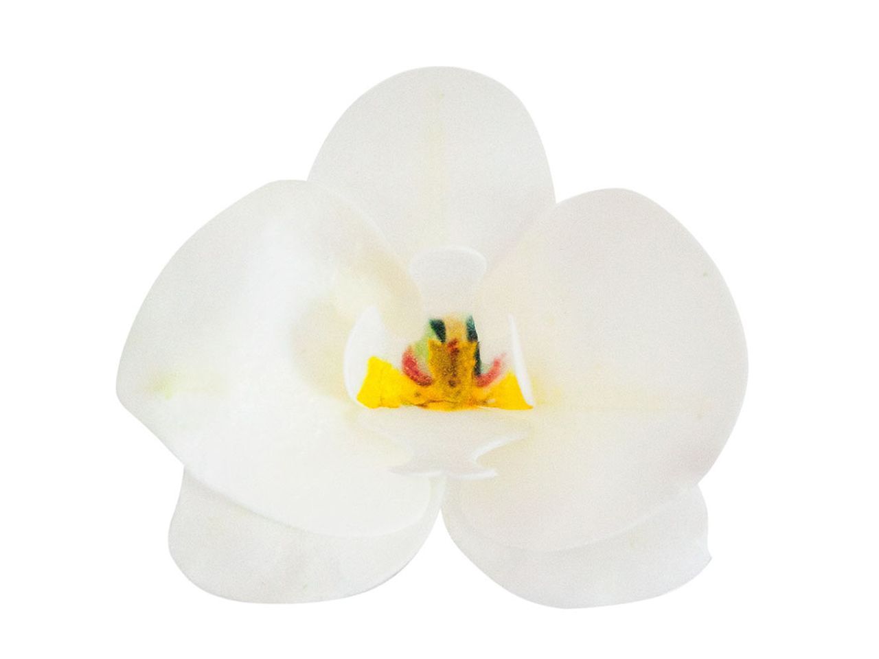 Wafer-Paper Orchidee weiß 7,5-8,5cm 10 Stück von Dekora