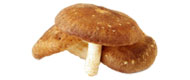 Shiitake Shiitake von Deutschland