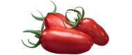 Mini-Tomaten San Marzano von Deutschland