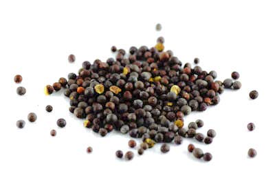 Braunsenf BIO, ganz 500g von Dragonspice Naturwaren, ganz 500g Braunsenf BIO, ganz 500g von Dragonspice Naturwaren, ganz 500g von Dragonspice Naturwaren