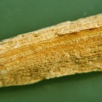 Palo Santo 10cm Stücke 25g von Dragonspice Naturwaren Palo Santo 10cm Stücke 25g von Dragonspice Naturwaren von Dragonspice Naturwaren