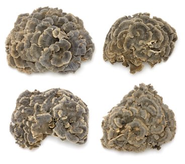 Polyporus Wildsammlung Pulver, 250g von Dragonspice Naturwaren, 250g Polyporus Wildsammlung Pulver, 250g von Dragonspice Naturwaren, 250g von Dragonspice Naturwaren
