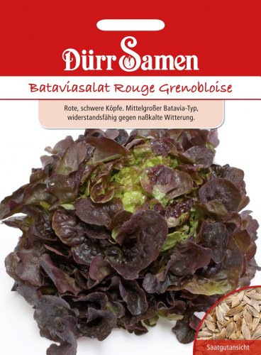 Bataviasalat Rouge Grenobloise von Dürr-Samen