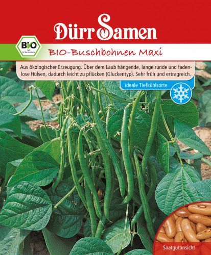 Bohnen Dürr Samen (Bio Buschbohnen Maxi) von Dürr-Samen