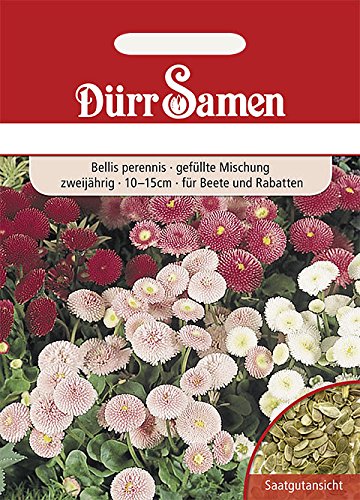 Gänseblümchen Gefüllte Mischung von Dürr-Samen