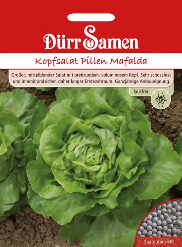 Kopfsalat Pillen Mafalda Kopfsalat Pillen Mafalda von Dürr-Samen