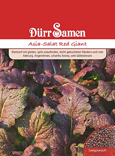 Roter Asia Salat Samen Asiasalatsamen Roter Salat Red Giant Scharfes Aroma ca 500 Korn Saatgut Hochbeet Balkon Garten Dürr Samen Roter Asia Salat Samen Asiasalatsamen Roter Salat Red Giant Scharfes Aroma ca 500 Korn Saatgut Hochbeet Balkon Garten Dürr Samen von Dürr-Samen