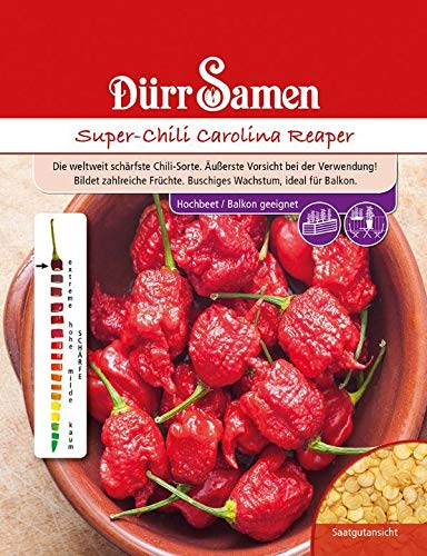 Super-Chili Carolina Reaper, die weltweit schärfste Chili-Sorte bildet zahlreiche Früchte, Vorsicht bei deren Verwendung von Dürr-Samen