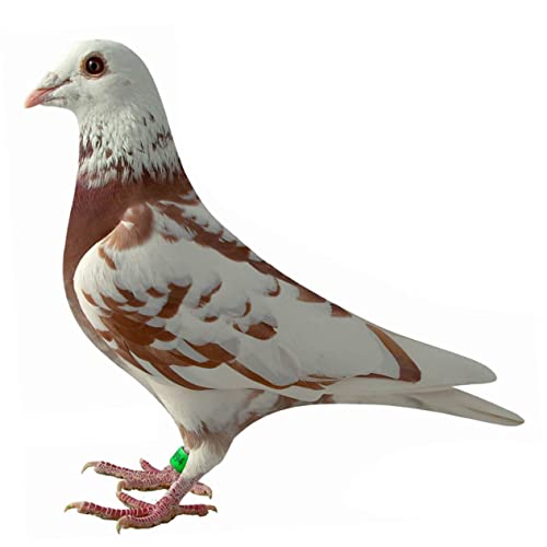❀ Vogel-Fußringe, Beinringe for Geflügel, 100 Stück, Wachtelbeinbänder, Kunststoffanhänger, Hühneranhänger for Beine, Vogelöffnungs-Fußring, nummerierte Hühnerbeinbänder, Papageien-Klemmringe, Tauben- ❀ Vogel-Fußringe, Beinringe for Geflügel, 100 Stück, Wachtelbeinbänder, Kunststoffanhänger, Hühneranhänger for Beine, Vogelöffnungs-Fußring, nummerierte Hühnerbeinbänder, Papageien-Klemmringe, Tauben- von EFARMA