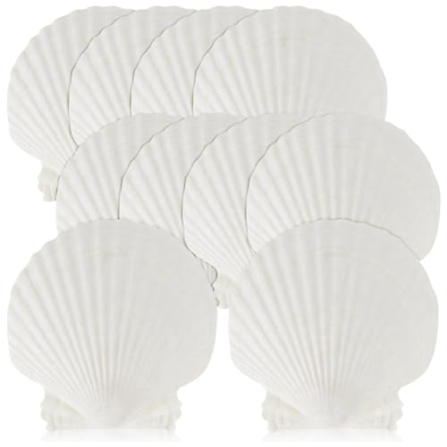 Echwave 15 Stück Natürliche Muscheln, Groß, Weiß, 10–11,9 cm Große Jakobsmuscheln zum Basteln, Servieren Von Speisen, Backen und Mehr, Einfach zu Verwenden, 10–11 cm Echwave 15 Stück Natürliche Muscheln, Groß, Weiß, 10–11,9 cm Große Jakobsmuscheln zum Basteln, Servieren Von Speisen, Backen und Mehr, Einfach zu Verwenden, 10–11 cm von Echwave