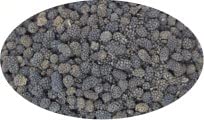 Eder Gewürze - Assam Pfeffer ganz - 100g / Gourmetpfeffer, Exotischer Pfeffer, Gemüsegewürz, Currygewürz, Fischgewürz, Lammgewürz, Schweinefleischgewürz, von Eder Gewürze